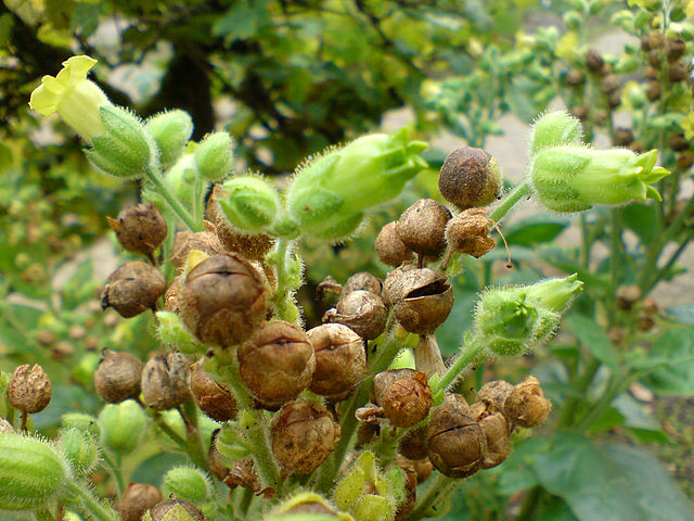 https://de.wikipedia.org/wiki/Datei:01736_-_Nicotiana_rustica_(Bauerntabak).JPG